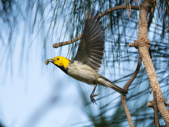 Hermit Warbler - Setophaga occidentalis