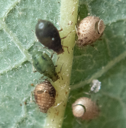 Aphid - Chaitophorus sp. (parasitized mummies)