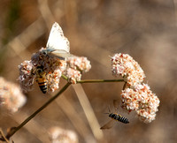 Northern White Skipper - Heliopetes ericetorum,Western honey bee - Apis mellifera, Sweat bee - Halictus farinosus
