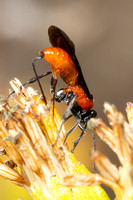 Braconid wasp  - Aerophilus sp.