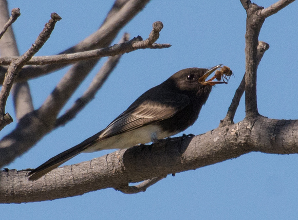 Black Phoebe - Sayornis nigricans