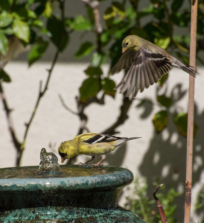American Goldfinch - Carduelis tristis