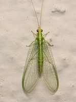 Antlions, Lacewings and Allies - Neuroptera