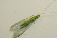 Green lacewing - Family chrysopidae