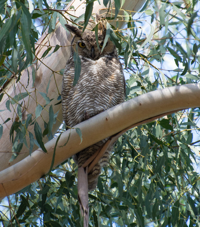 Great Horned Owl - Bubo virginianus