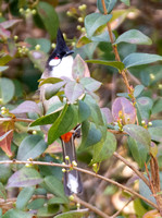 Red-whiskered Bulbul - Pycnonotus jocosus