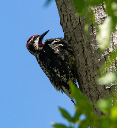 Red-naped Sapsucker - Sphyrapicus nuchalis