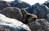 California sea lion - Zalophus californianus