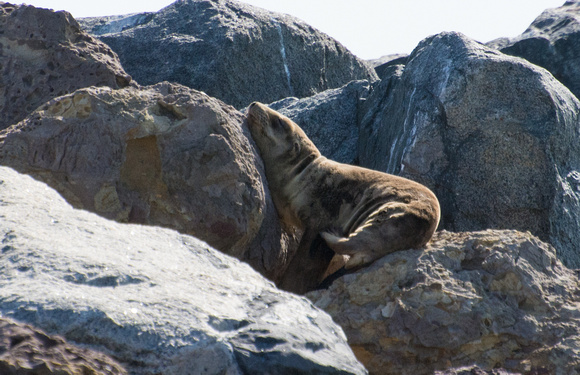 California sea lion - Zalophus californianus