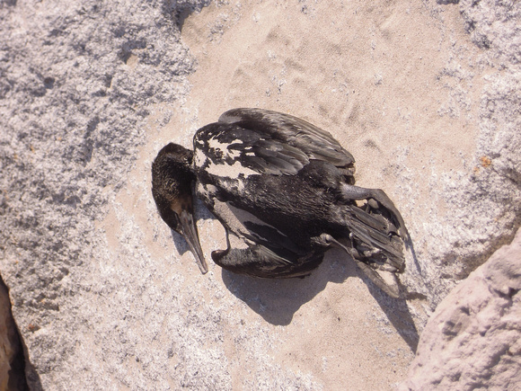 Brandt's Cormorant - Phalacrocorax penicillatus