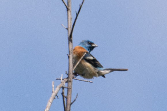 Lazuli Bunting - Passerina amoena