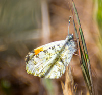 Irvine Ranch, IRC Butterfly Count  04-12-2015