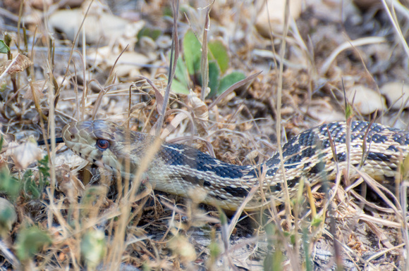 Gopher snake - Pituophis catenifer