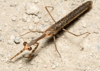 California Mantis - Stagmomantis californica