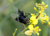 Purple bromeliad fly -Copestylum violaceum