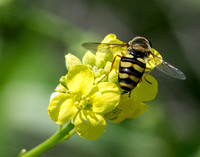 Flower fly - Eupeodes sp.