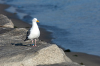 Western Gull - Larus occidentalis