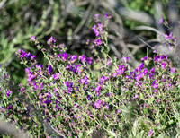 Wishbone bush - Mirabilis laevis
