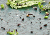 Aphid 2 - Unidentified sp.