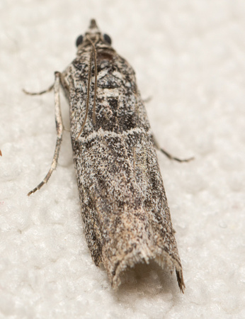 Knot-horn Moth - Unidentified sp