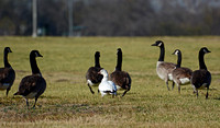 Ross's or hybrid? El Dorado Park, Area III 12/23/2013