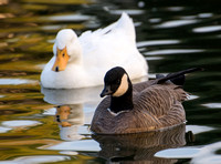 Scherer Park, Long Beach 01/18/2015