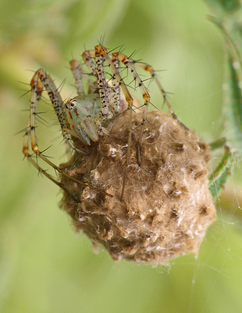 Green lynx spider - Peucetia viridans