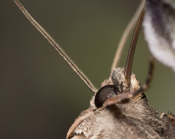 Pearly Underwing Moth - Peridroma saucia