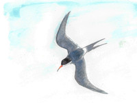 Birdtober #16: Forked Tail