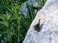 Lincoln's Sparrow - Melospiza lincolnii