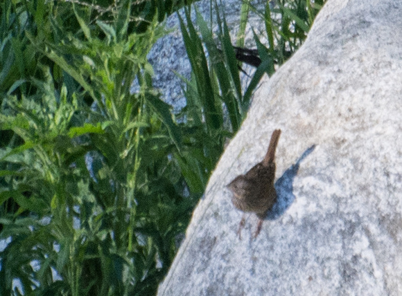 Lincoln's Sparrow - Melospiza lincolnii