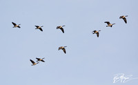 Canada Goose - Branta canadensis