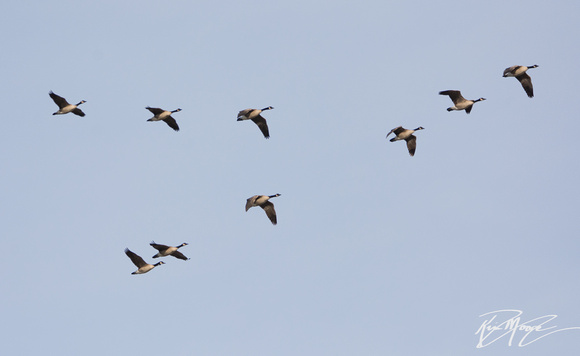 Canada Goose - Branta canadensis