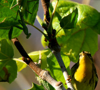 Blackburnian warbler - Setophaga fusca, Bordered Mantis - Stagmomantis limbata