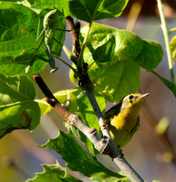 Blackburnian warbler - Setophaga fusca, Bordered Mantis - Stagmomantis limbata