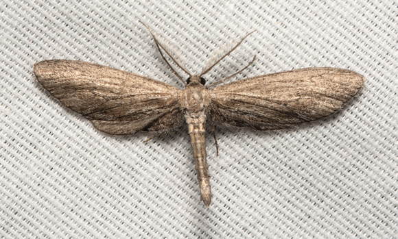 Geometer moth - Glaucina sp.