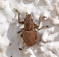 Fuller rose beetle - Pantomorus cervinus