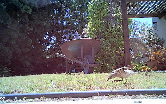 Northern Mockingbird - Mimus polyglottos