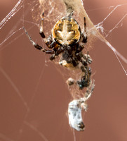 Labyrinth Orb-Weaver - Metepeira sp.