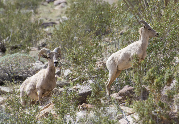 Desert bighorn sheep - Ovis canadensis nelsoni