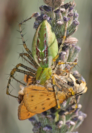 Green lynx spider - Peucetia viridans