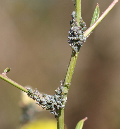 Mealy cabbage aphid - Brevicoryne brassicae