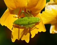 Angle-wing katydid - Microcentrum sp.