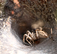Grass spider - Agelenopsis aperta