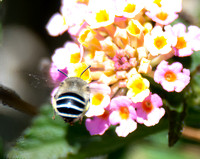 California Digger Bee - Anthophora californica