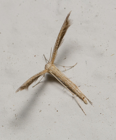 Plume moth - Lioptilodes albistriolatus