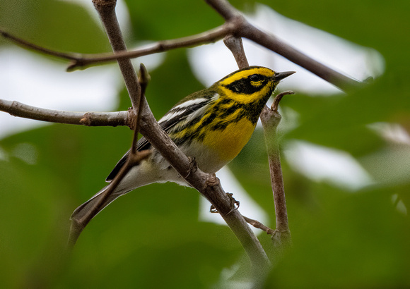 Townsend's Warbler - Setophaga townsendi