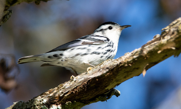Black-and-white Warbler - Mniotilta varia