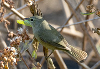 Orange-crowned Warbler - Leiothlypis celata