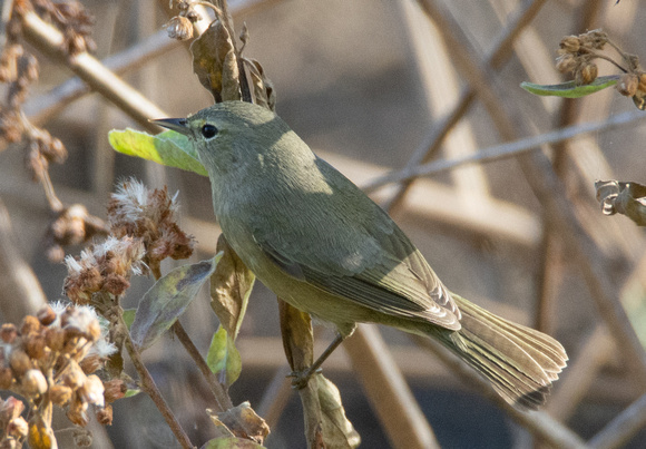 Orange-crowned Warbler - Leiothlypis celata